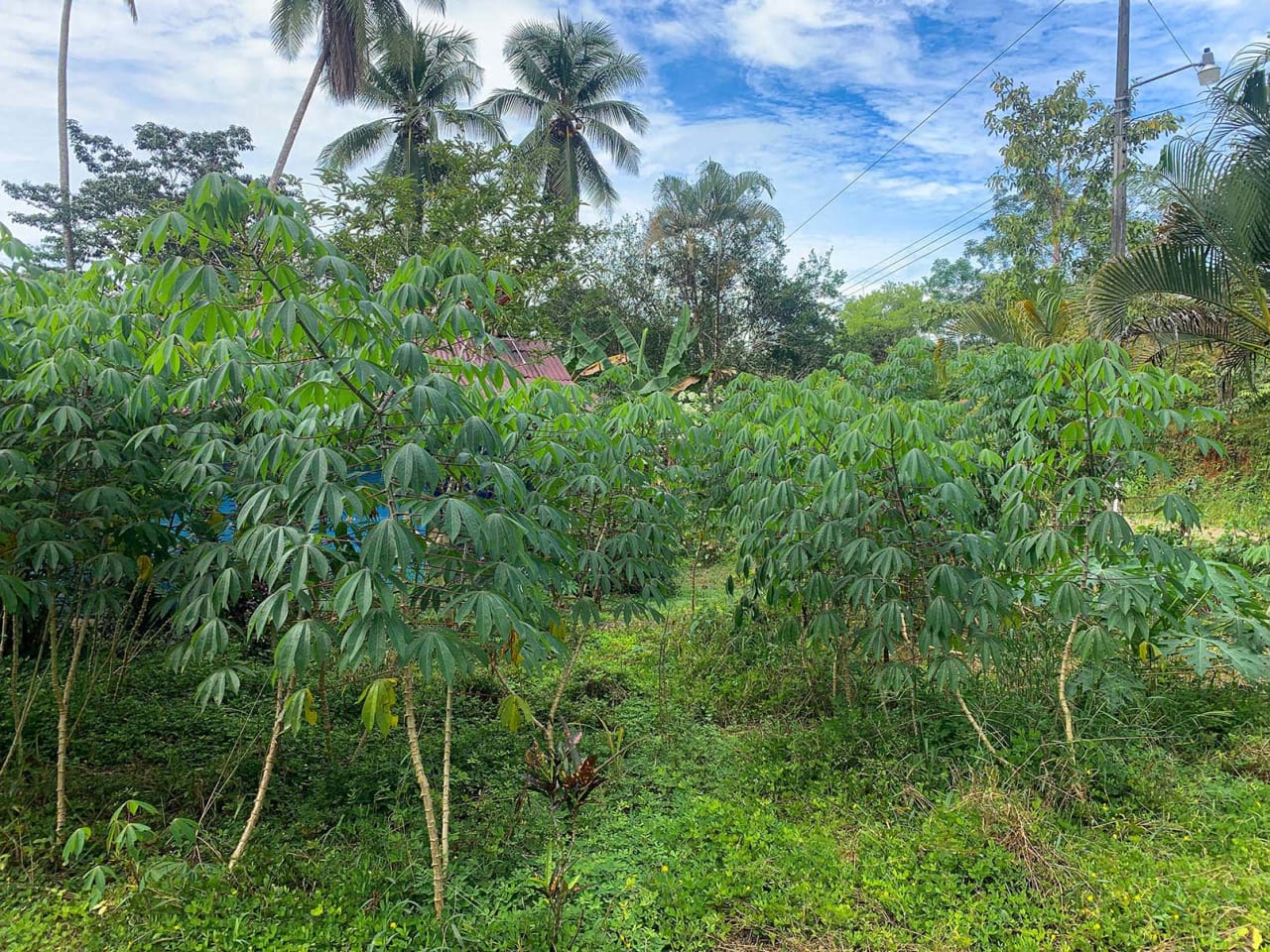 Farm In Chontales, 47 Acres With Ocean View And River