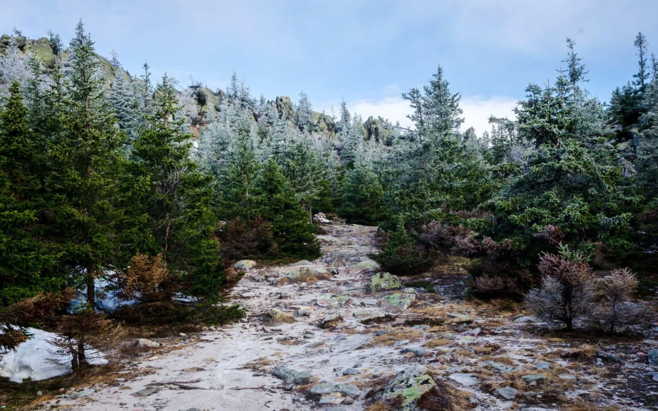 Where Can You Harvest Your Own Colorado Christmas Tree?