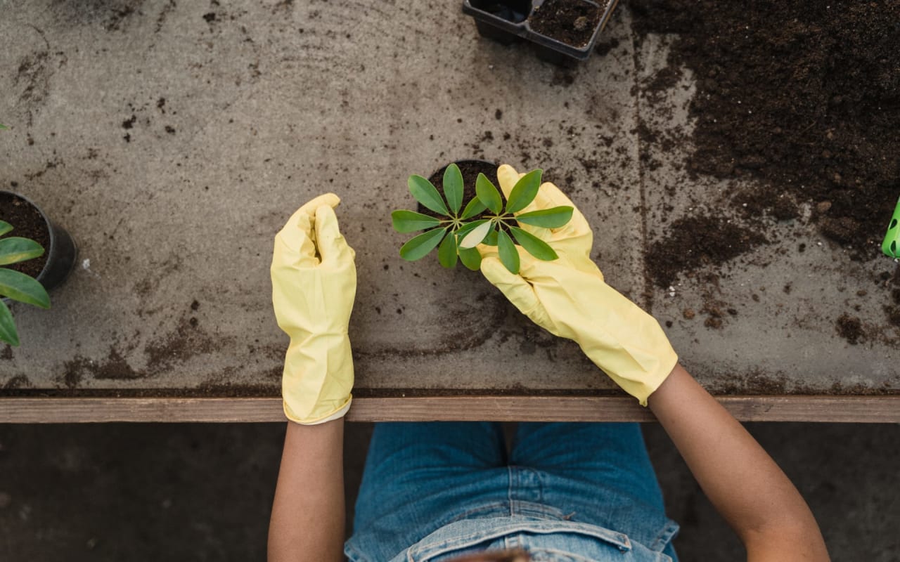 Get Your Garden Ready – Tips for Cleaning and Prepping for Spring Planting