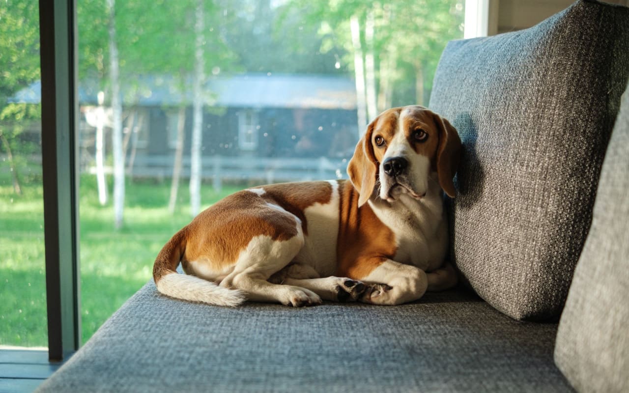 The Pet Owner's Guide To Selling A Home: 5 Things To Do To Prepare Your Property