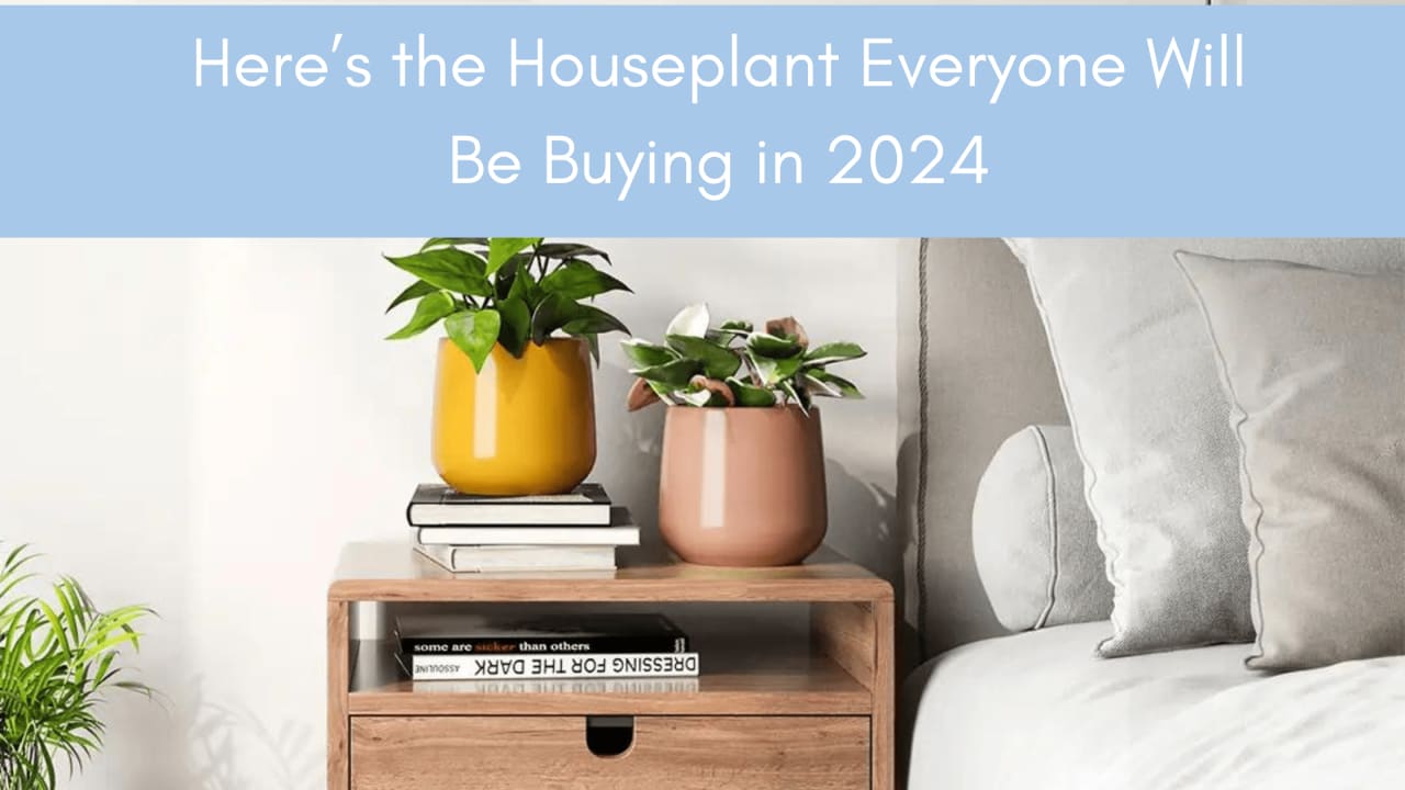 Here’s the Houseplant Everyone Will Be Buying in 2024