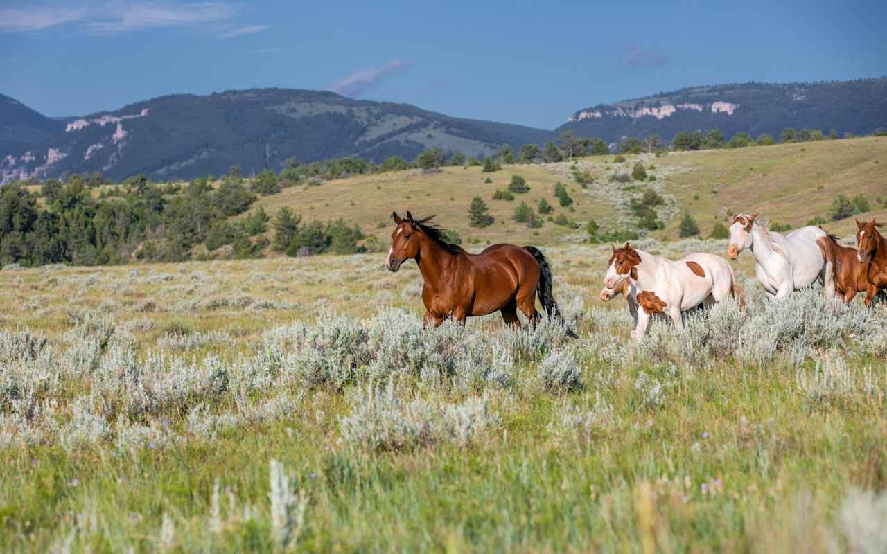 About Montana Homes & Grasslands Joliet Real Estate Agents