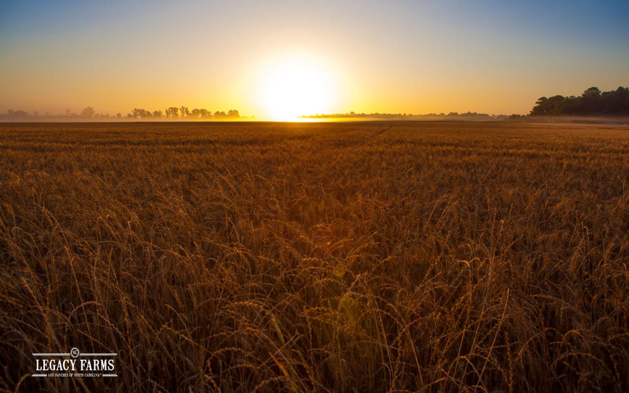 Soaking Up the Sun: Turning Southern Fields Into Solar Farms