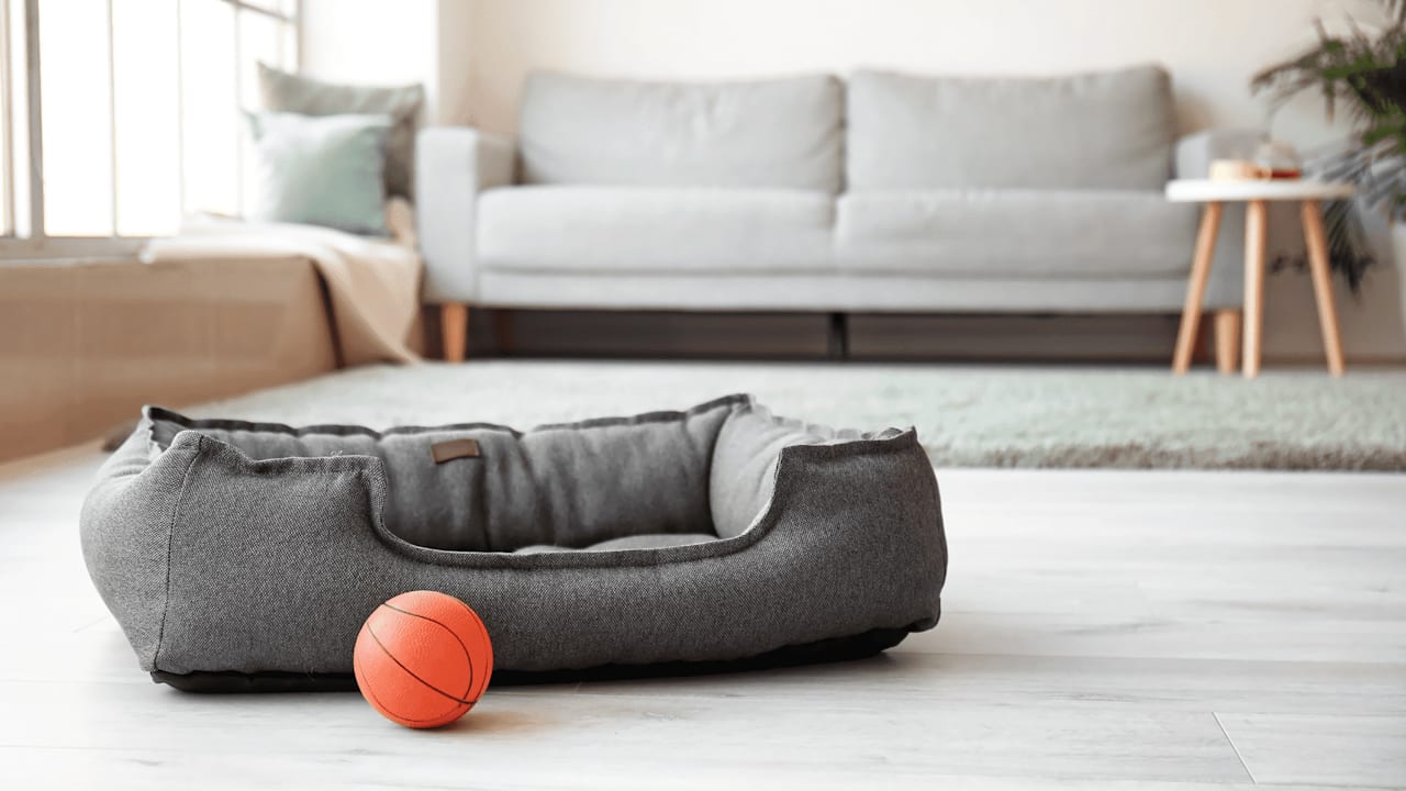 Pet-Proof Your Home: Best Flooring Choices for Pet Owners