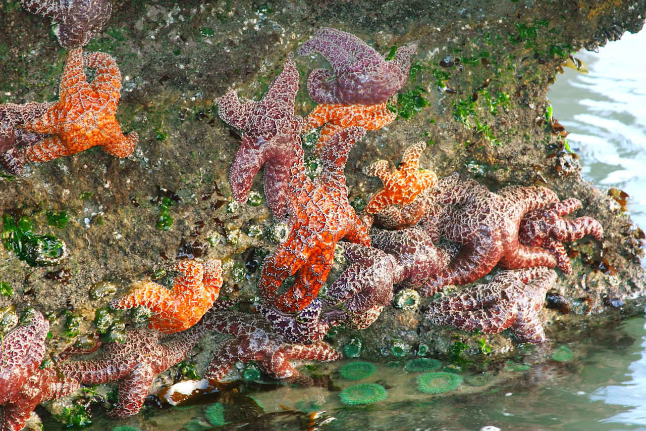 Arch Cape OR Real Estate & Homes for Sale Home + Sea Realty