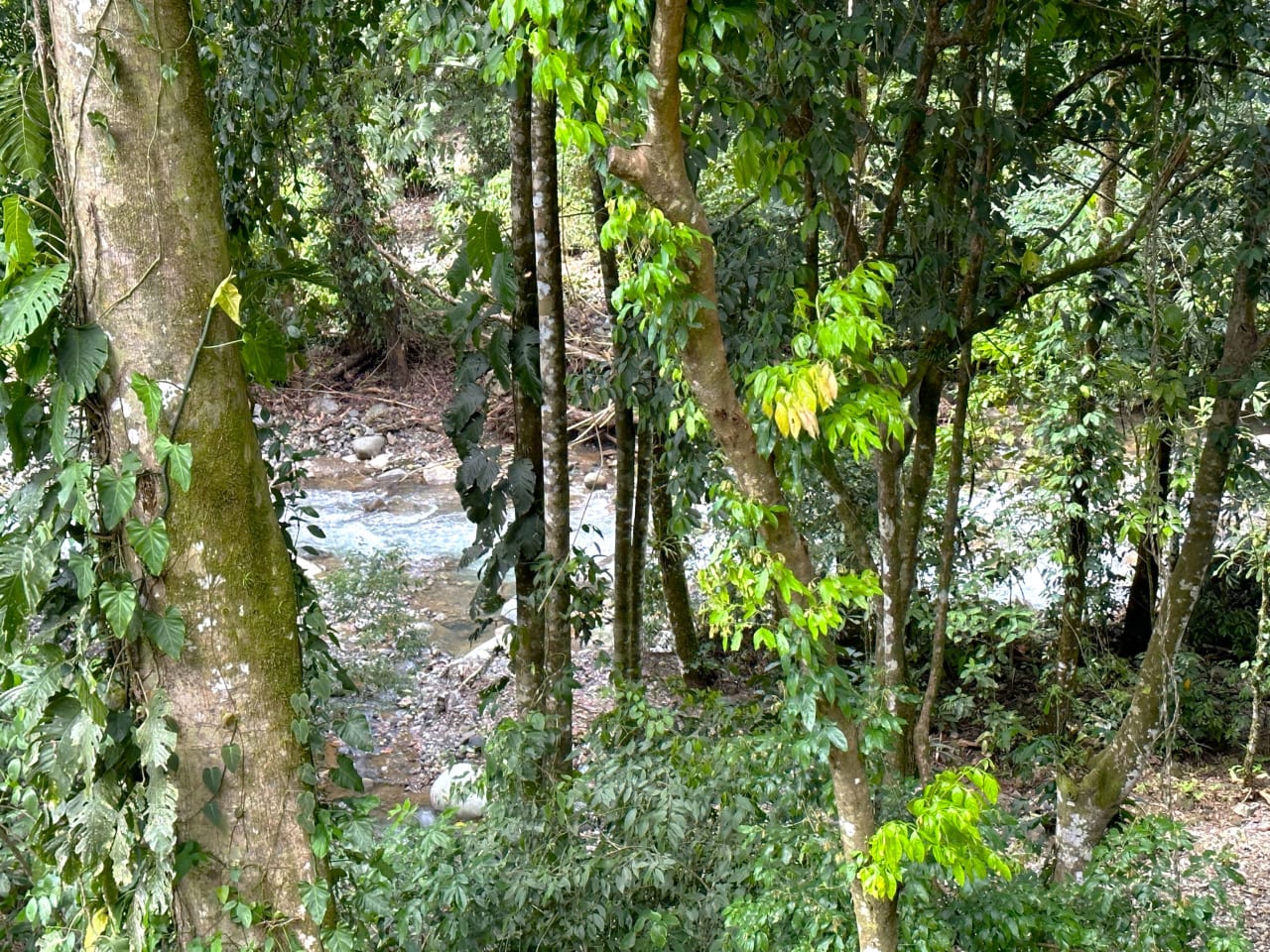 Jungle, Rivers, a Waterfall and Panoramic Ocean View with Easy Access Close to All Amenities!