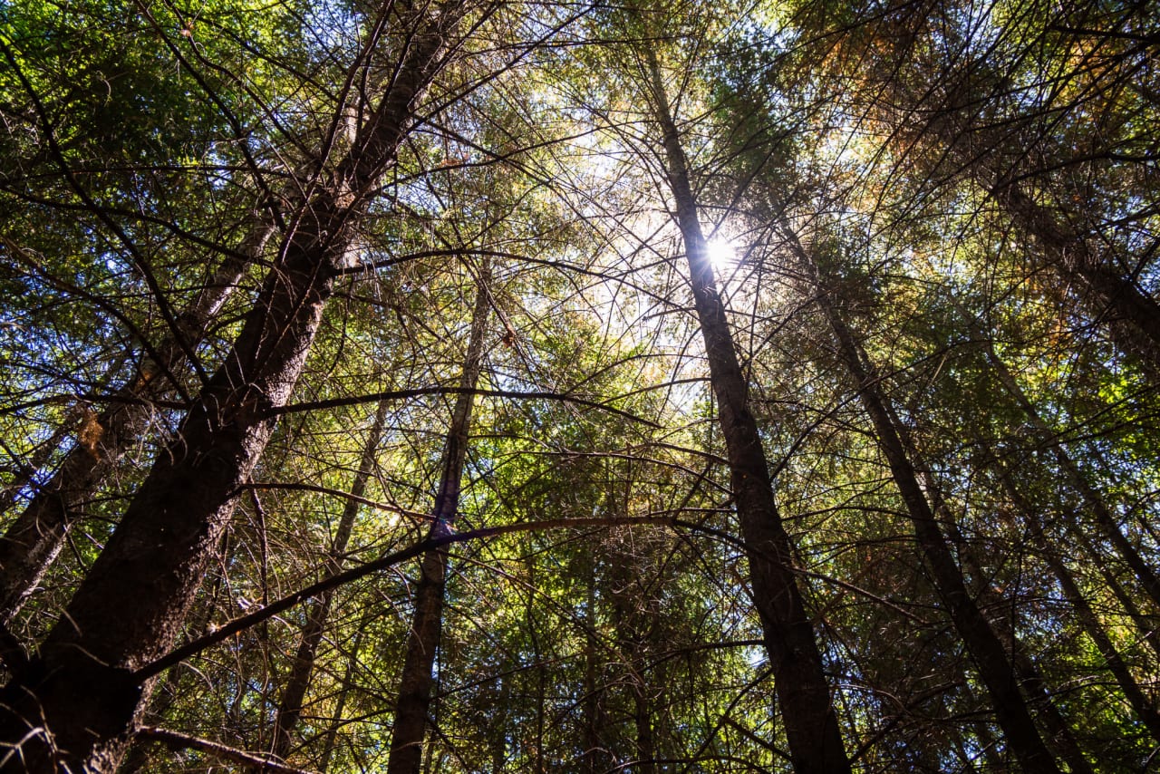 Hayes Hill Tree Farm 