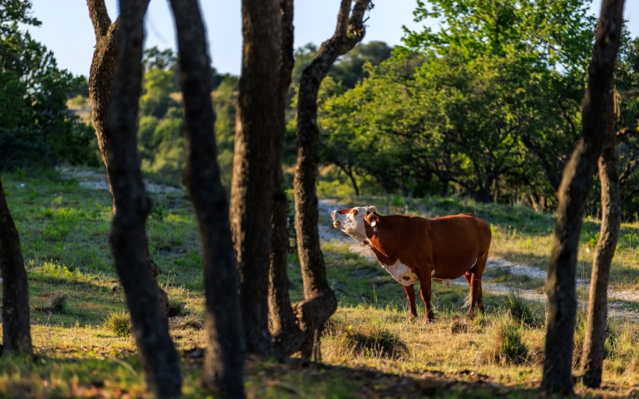 Navigating Tax Benefits for Texas Ranches