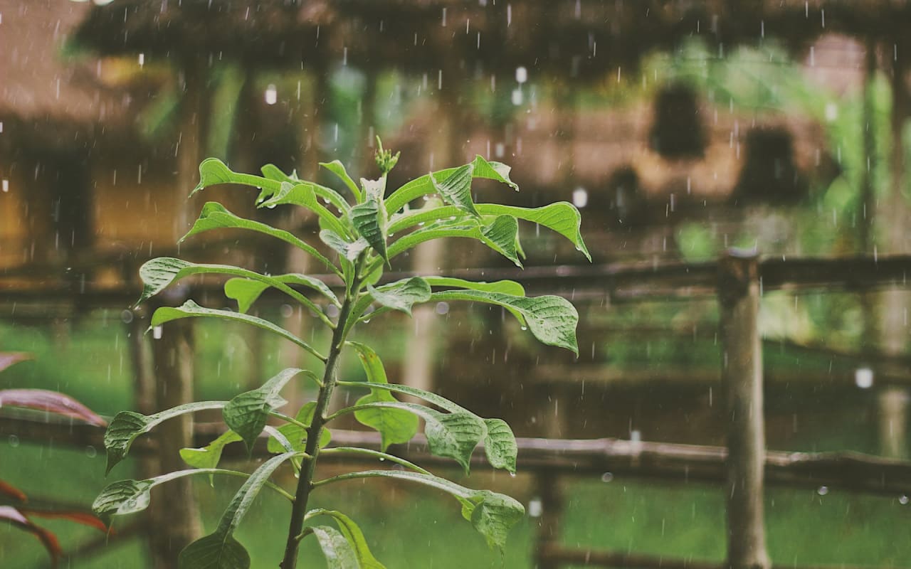 Benefits Of Starting a Rain Garden