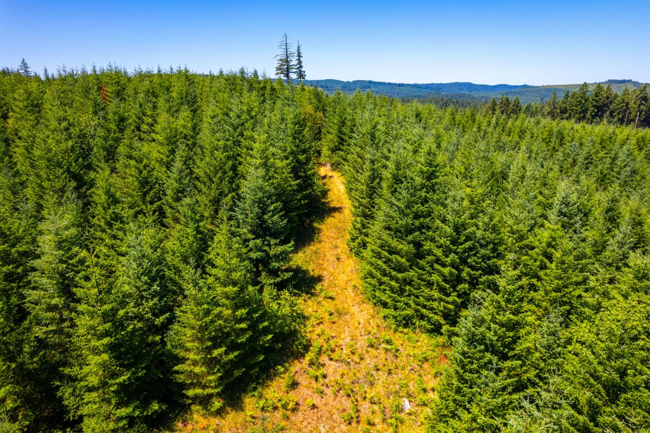 Hayes Hill Tree Farm 