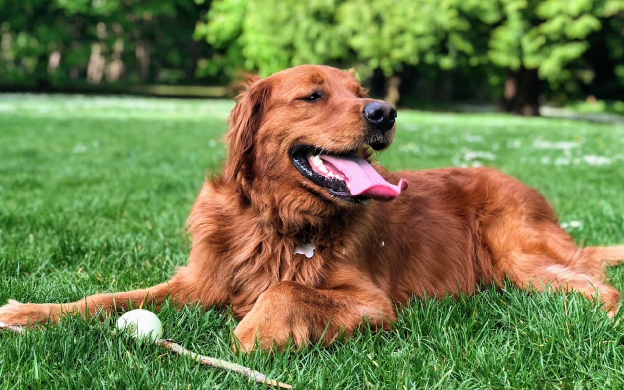 Exploring Lincoln Park: The Top Dog Parks in the Area