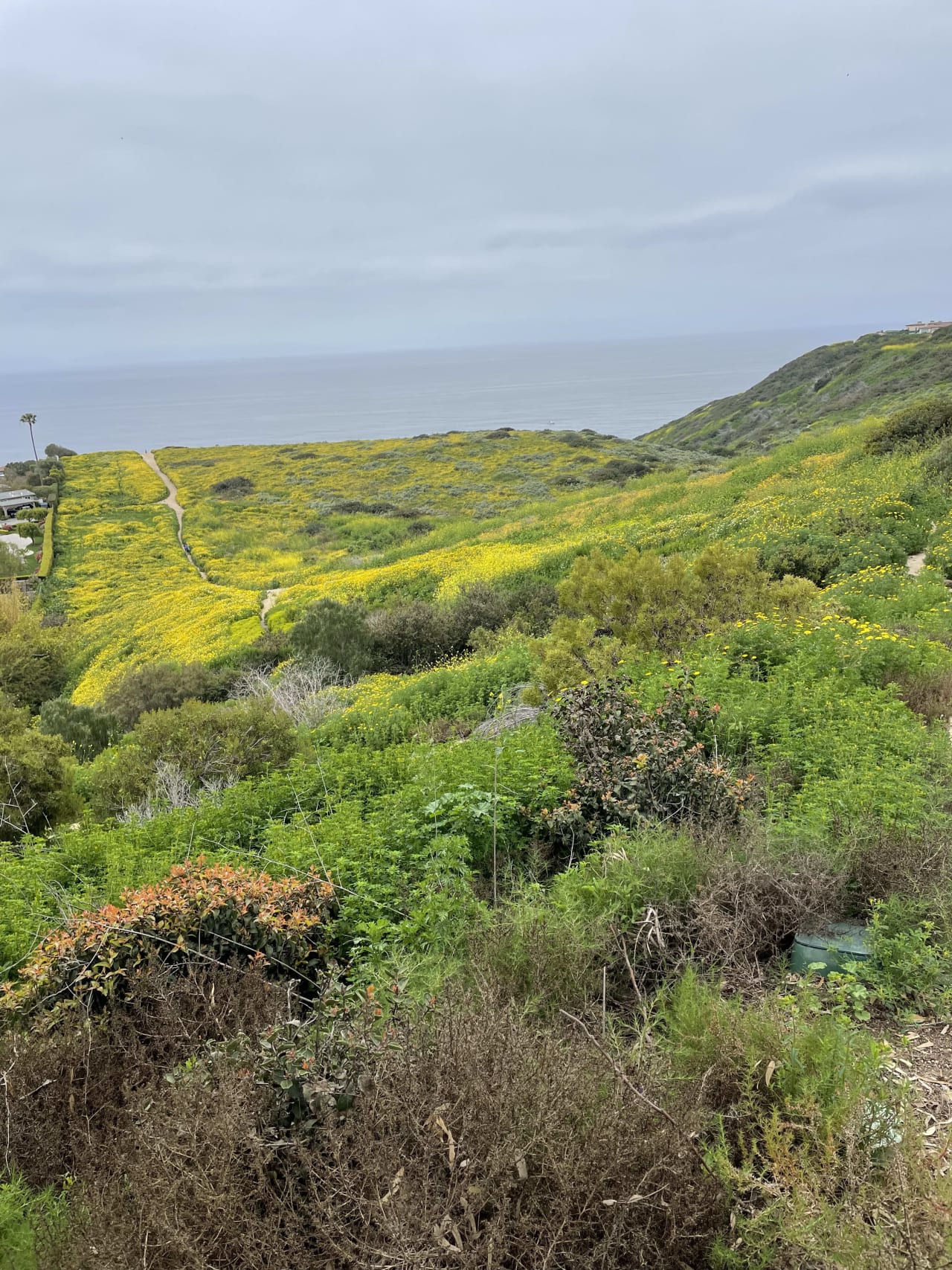 Discover This Spring's Palos Verdes Super Blooms