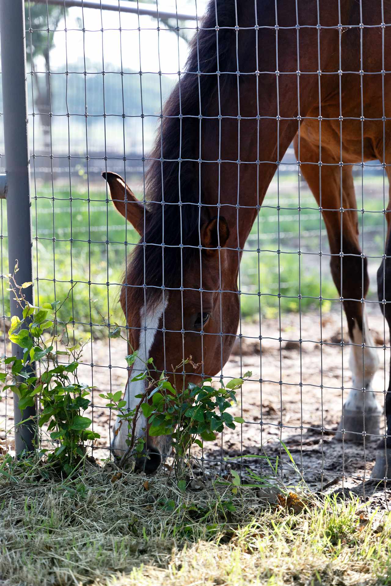 Rockgate Equestrian 