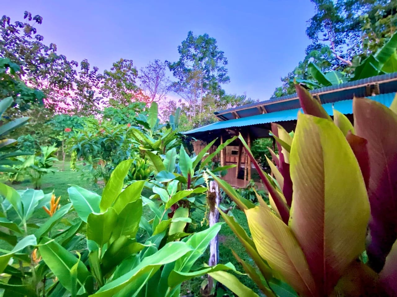 La Cotinga - 48 Hectares of Pristine Biodiverse Land