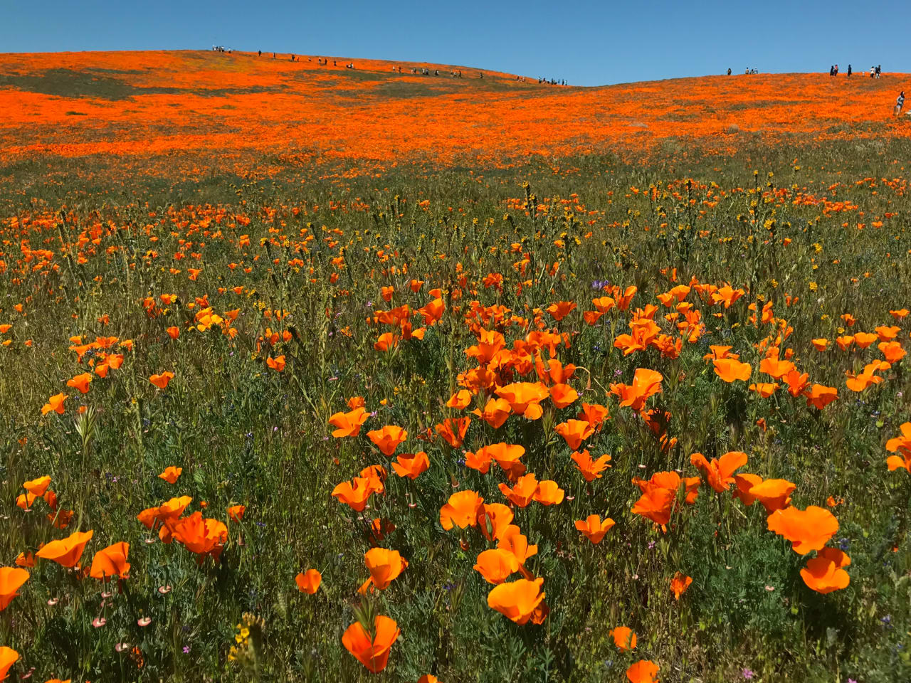 The 2024 California Superbloom