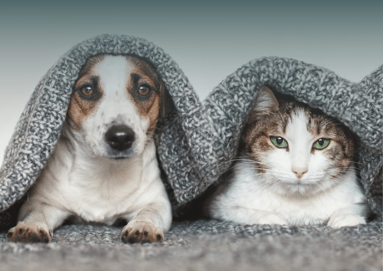 Selling Your Home with Pets