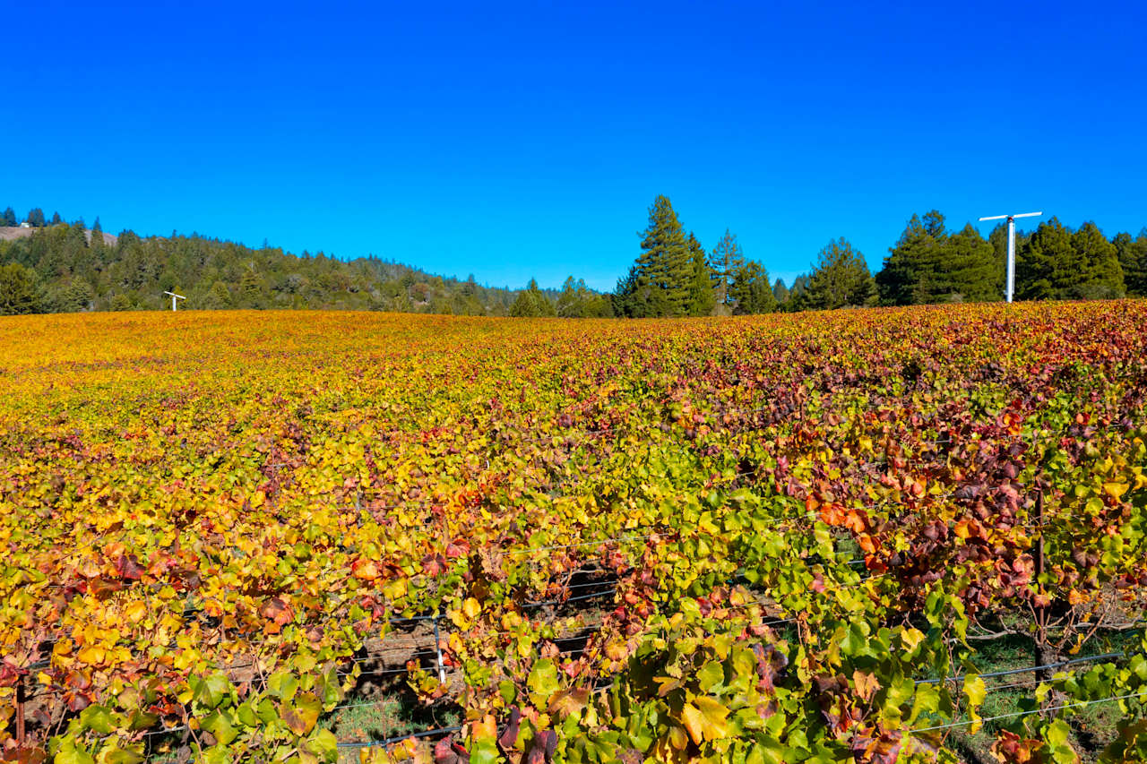 Anderson Valley, Vineyard Kevin McDonald