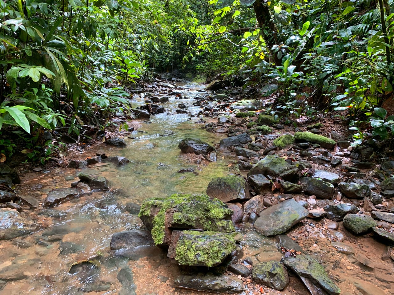 Mountain land with ocean view of Manuel Antonio/Quepos Quepos Puntarenas