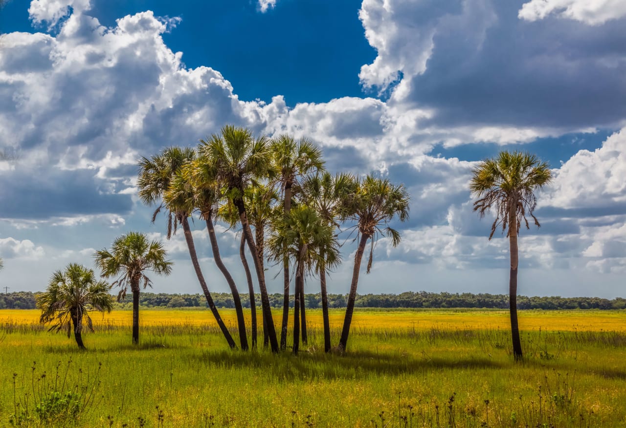 Palm Meadows