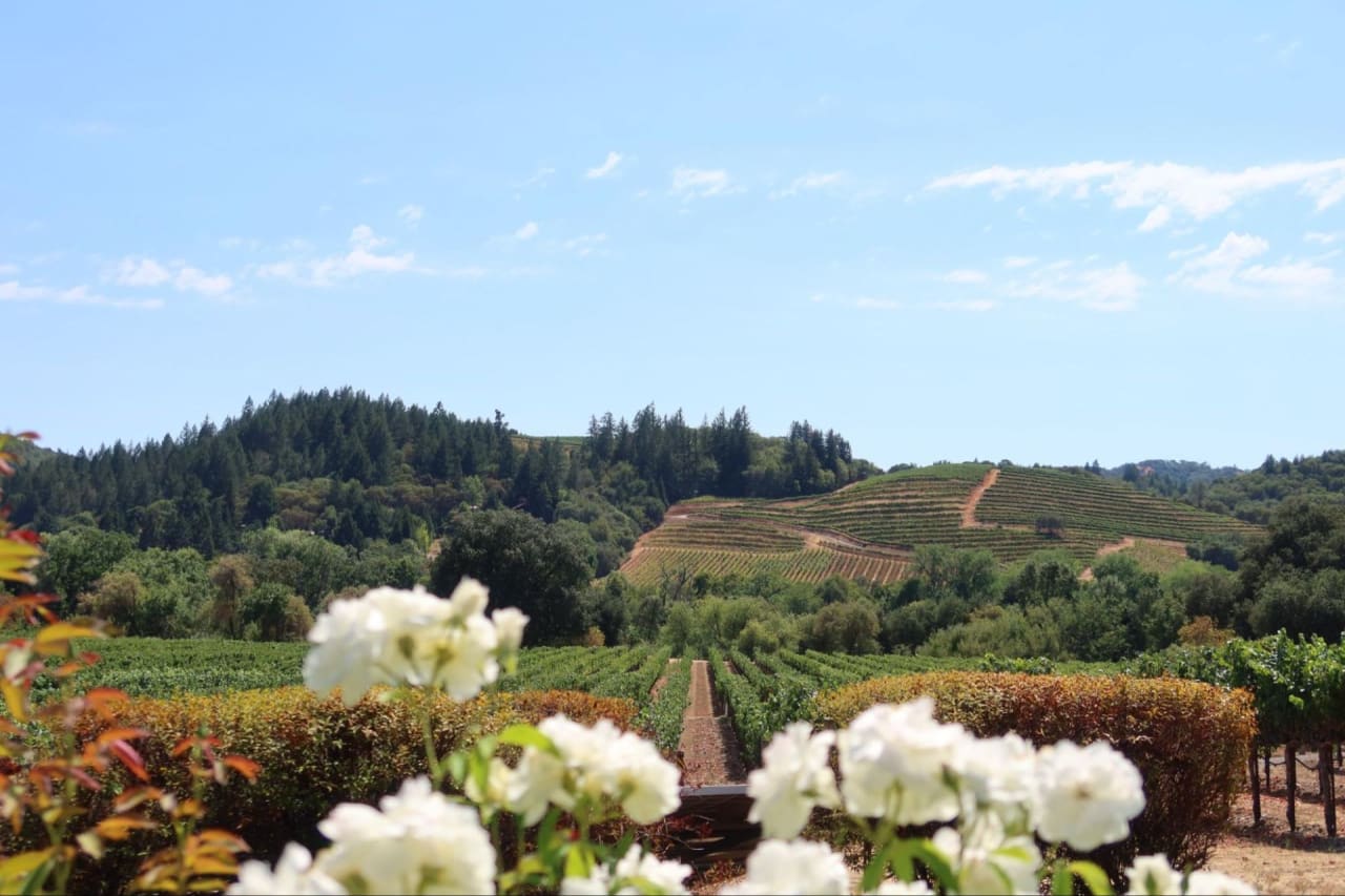 What to Look for When Buying Land in Wine Country