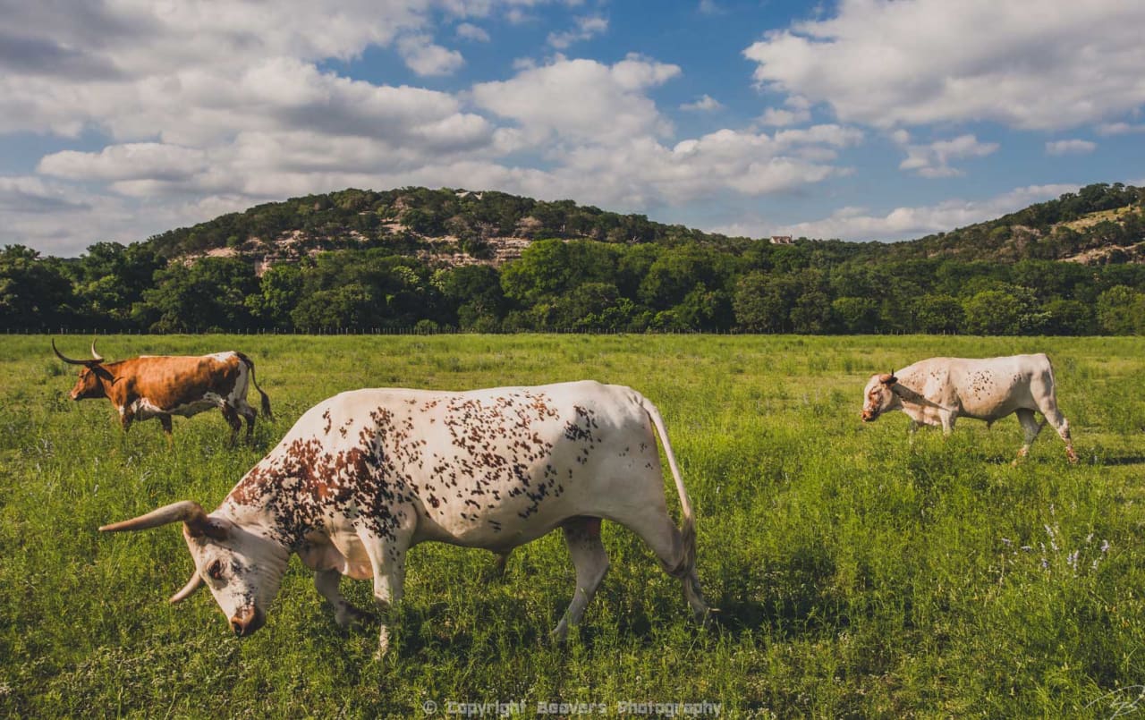 Kerrville Real Estate Company Kerrville Real Estate