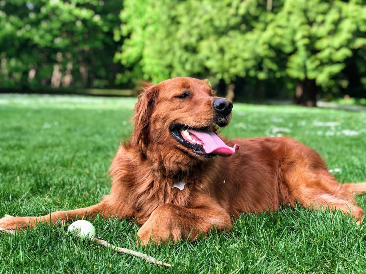 Top 5 Dog Parks in Naperville, IL Dickerson Team