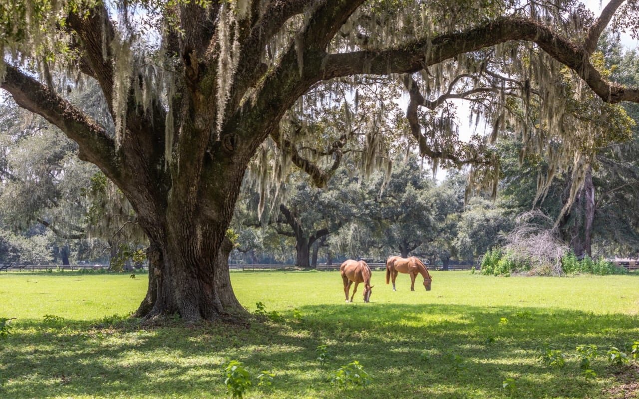 Johns Island