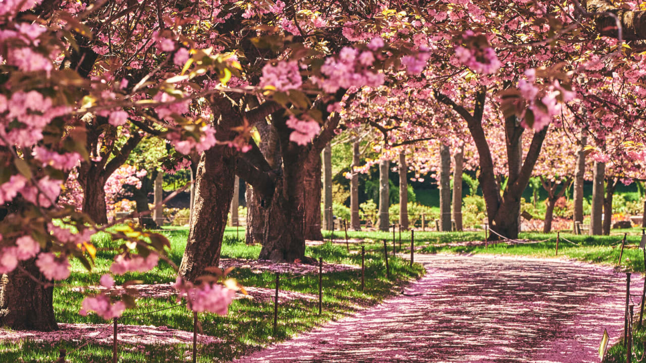 Hanami Nights at Brooklyn Botanic Garden