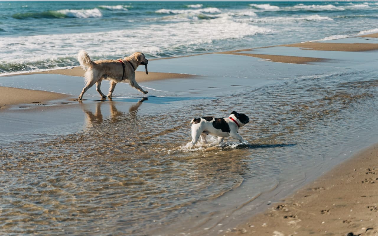 8 Dog-Friendly Places Near Southwest Florida