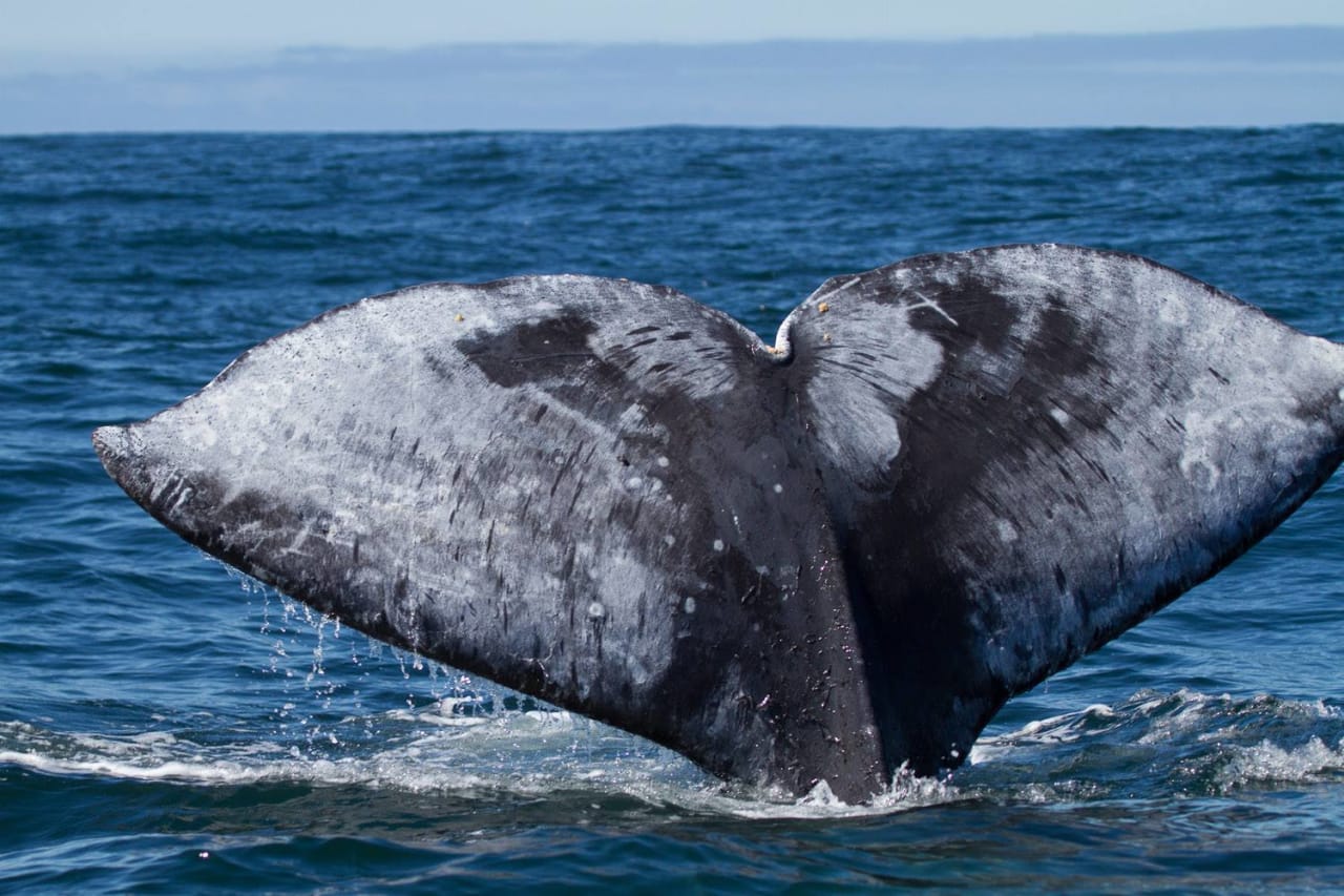 Malibu Gray Whale Migration 