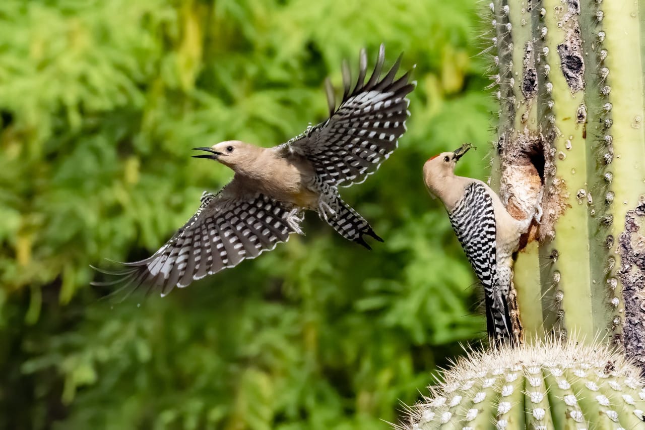 Birding