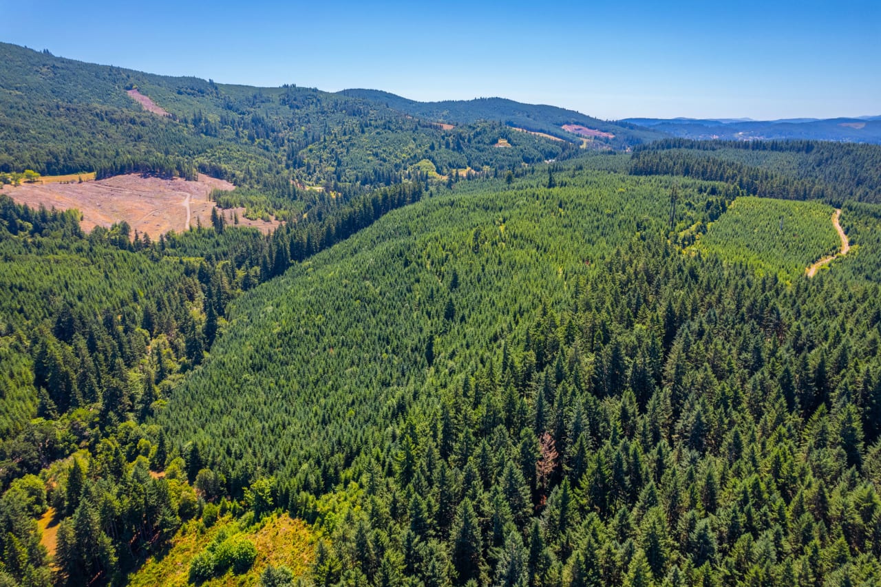 Hayes Hill Tree Farm 