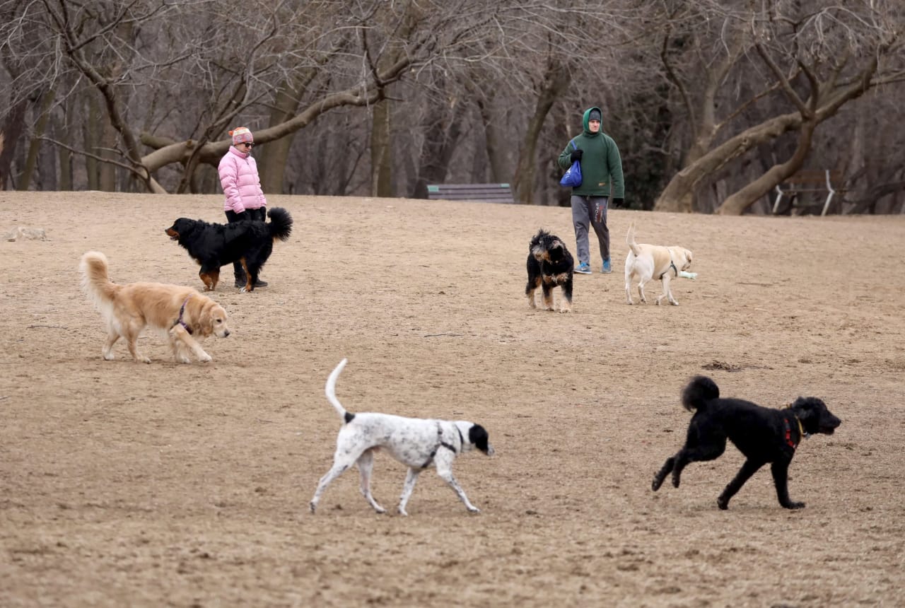 Best Dog Parks in Westchester