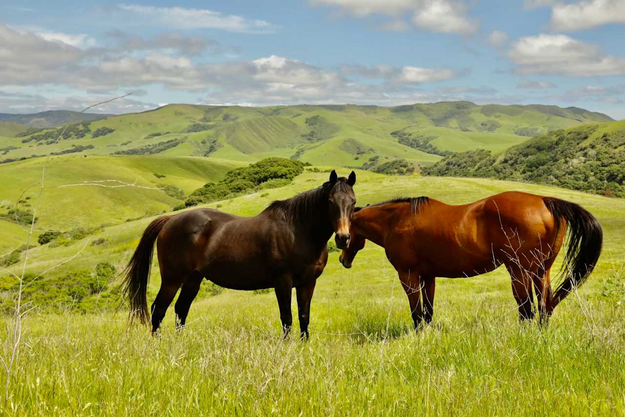 Jalama Road