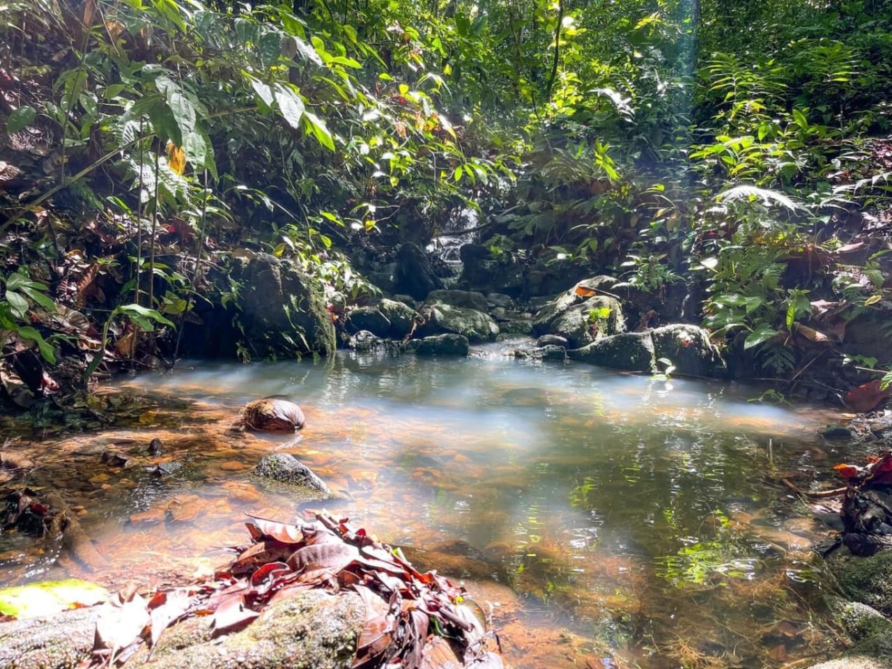 Luxurious Private Rainforest Estate On Acreage With Creek