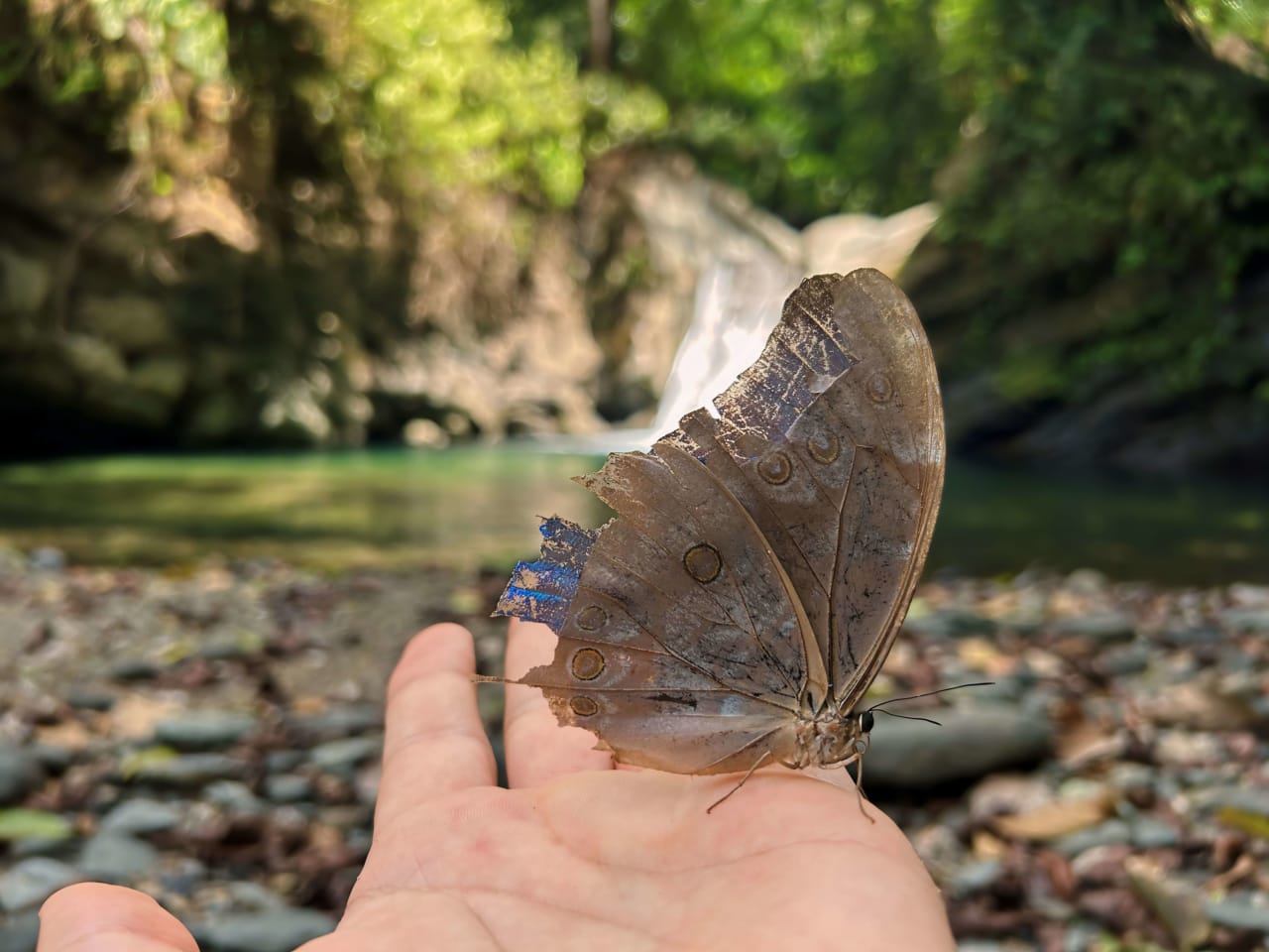 Finca Cerro del Tigre!   Over 20 Acres of Primary Forest and  Waterfalls. 