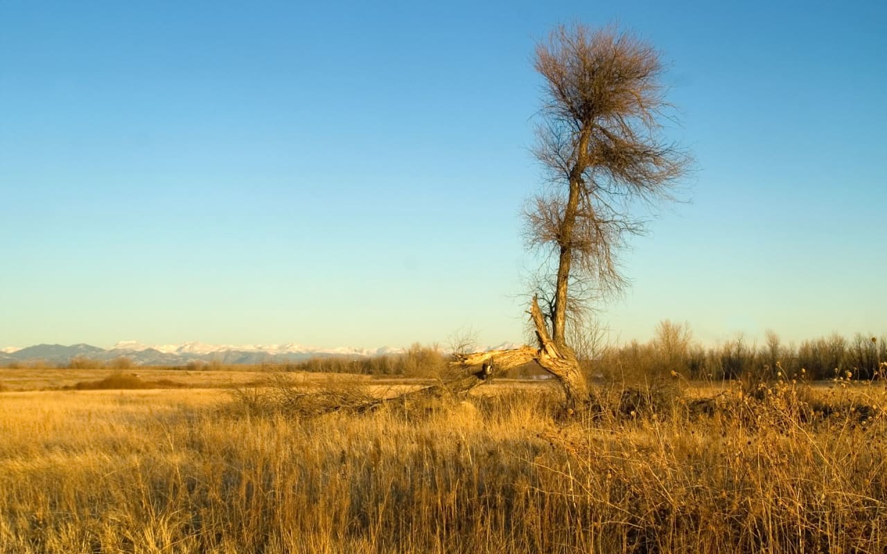 Lone Tree