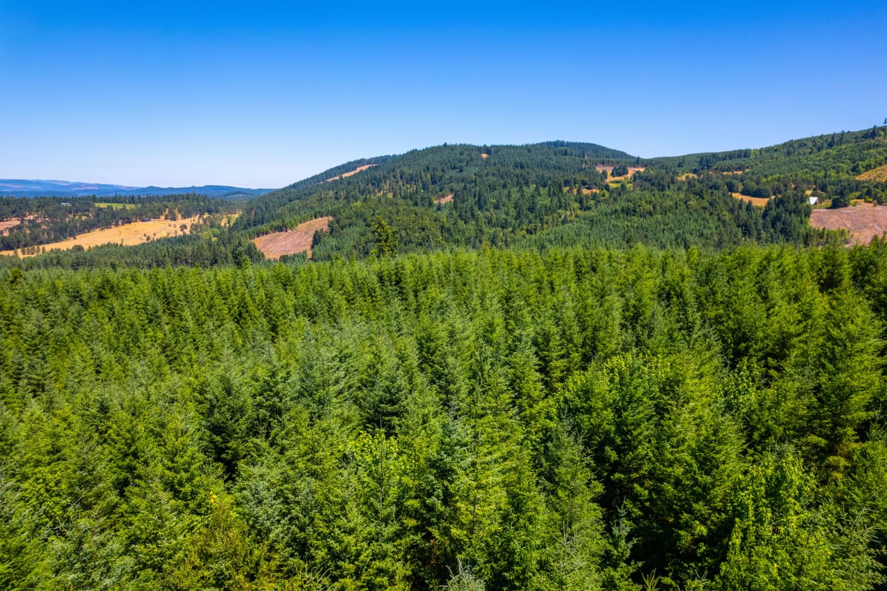 Hayes Hill Tree Farm 