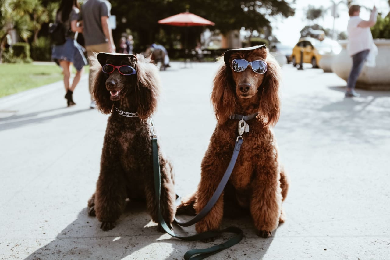 The Poodle Parade in Carmel