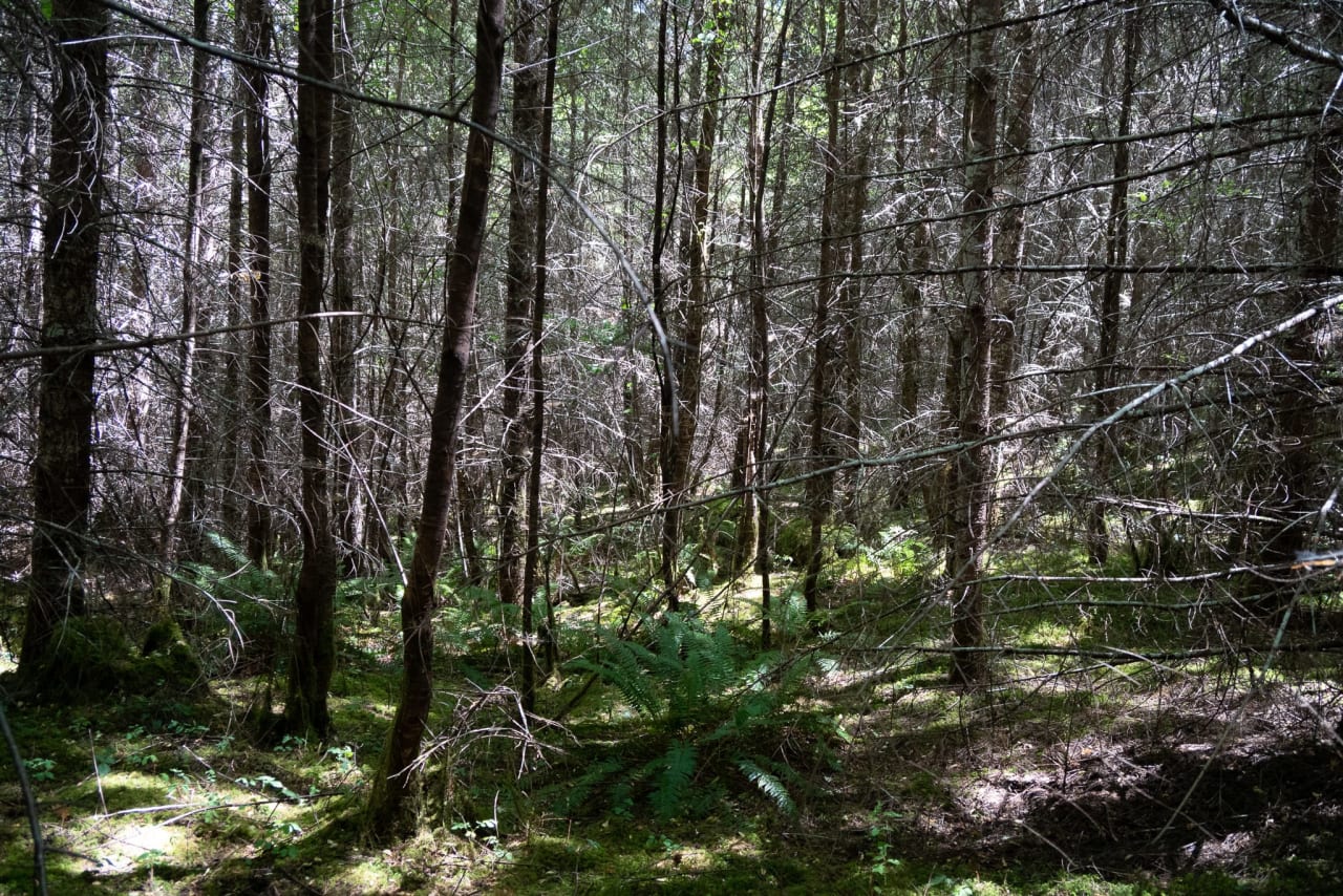 Hayes Hill Tree Farm 