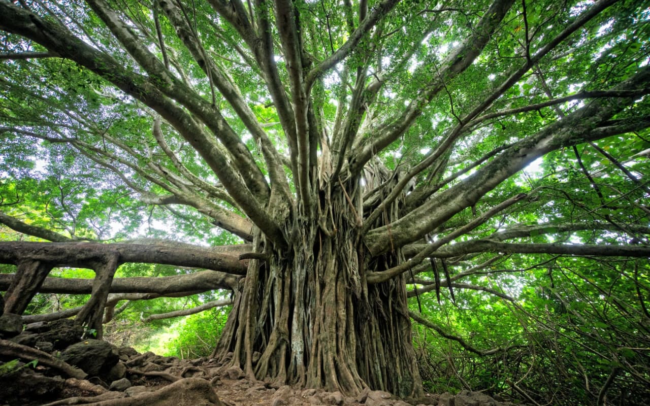 The Beauty and Benefits of Mangroves