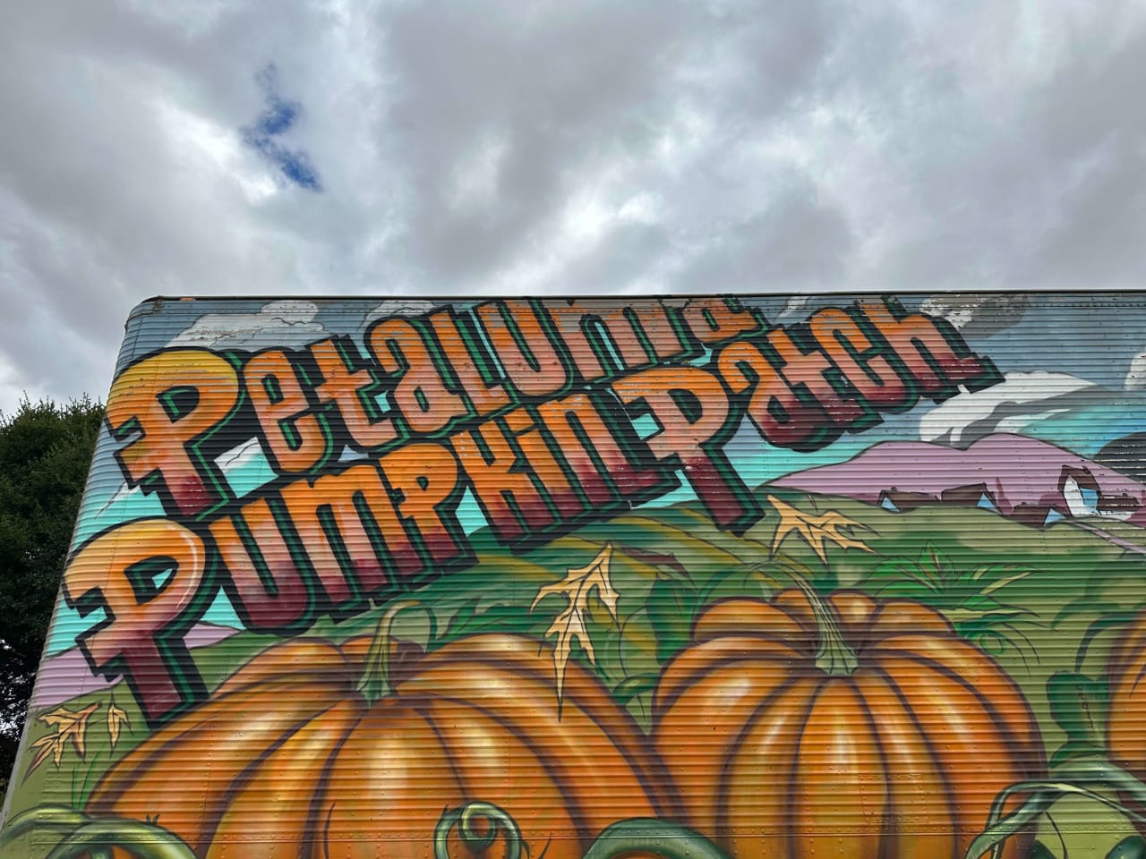 Petaluma Pumpkin Patch and Amazing Corn Maze