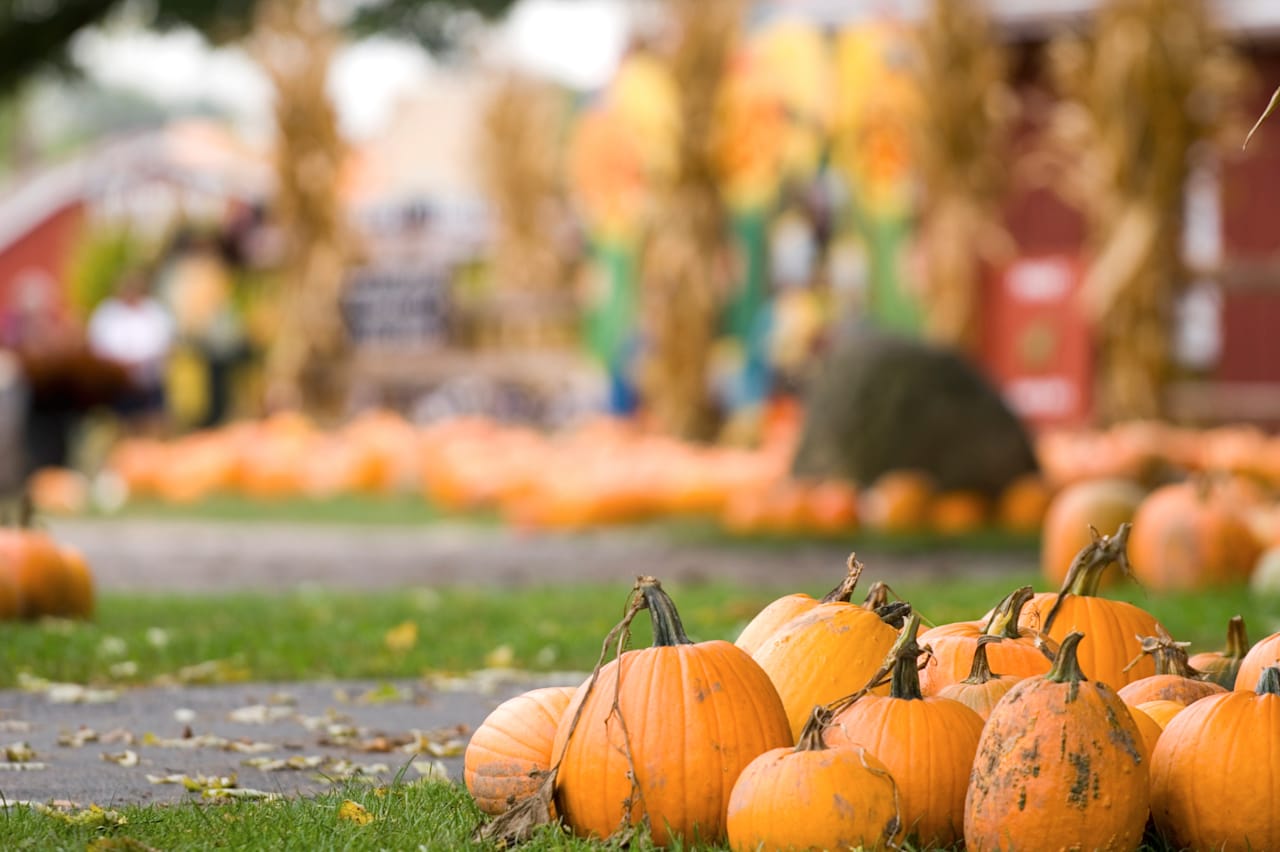 Fall in Orlando Where Festivals, Pumpkins, and Art Come Together The