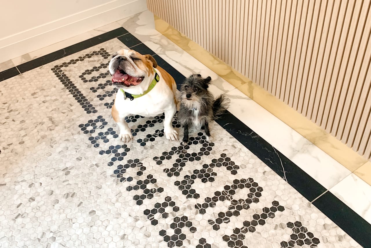 We Have a Surprise for Your Pup!