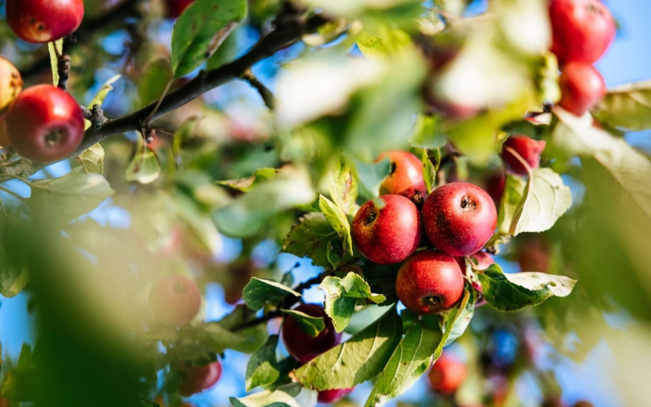 Apple Orchards and Pennsylvania Real Estate