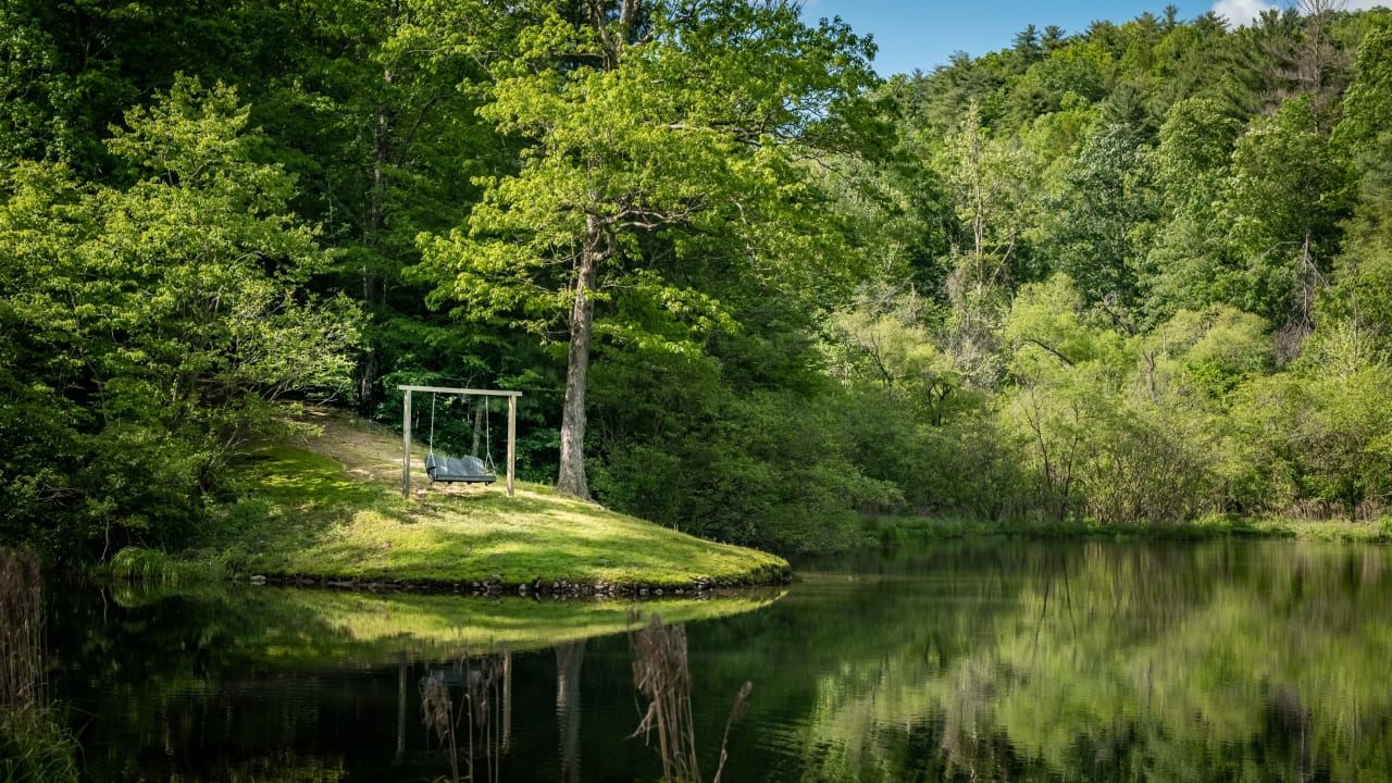 A wooden swing hangs from a large branch of a tree in a forest.