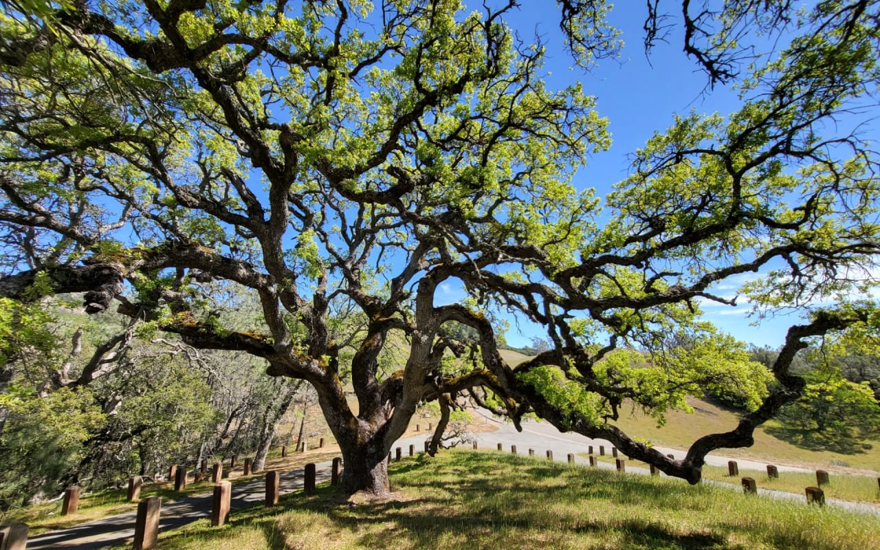 Lamorinda: Lafayette, Moraga and Orinda