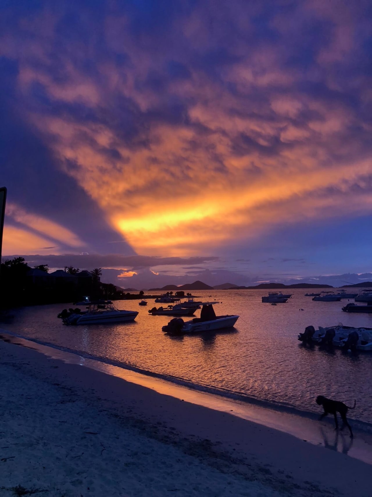 A silhouette of a dog walking along a wet sand beach as the sun sets over the ocean