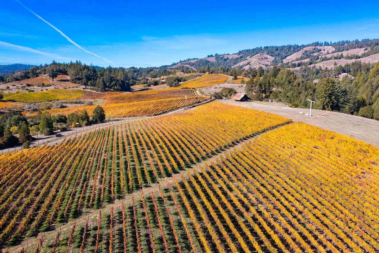 Anderson Valley, Vineyard Kevin McDonald