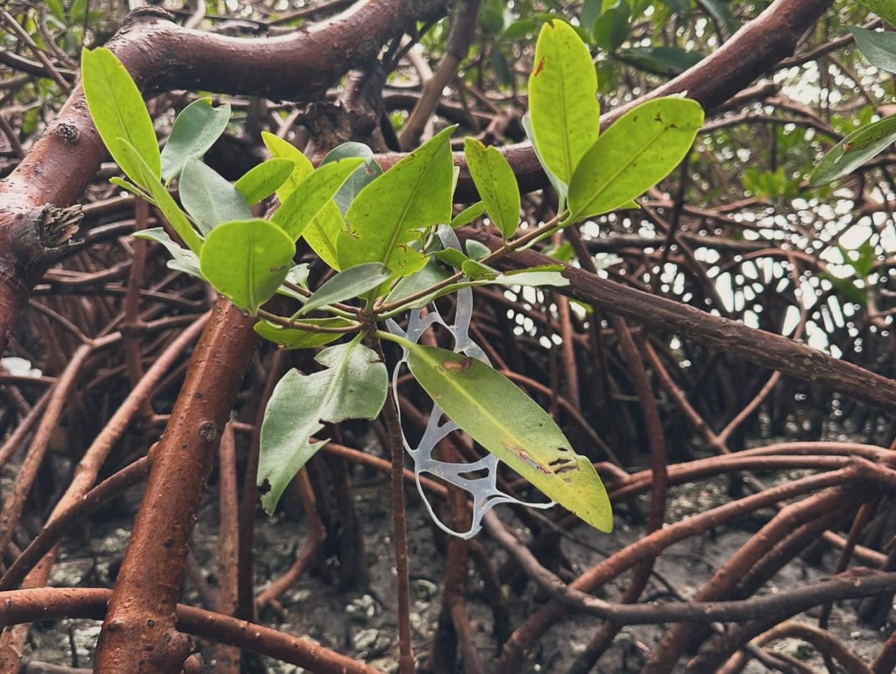 Riverside Cleanup in Palmetto